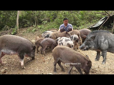 Видео: Выпас свиней, Сбор арахиса.  Роберт |  Зеленая лесная жизнь