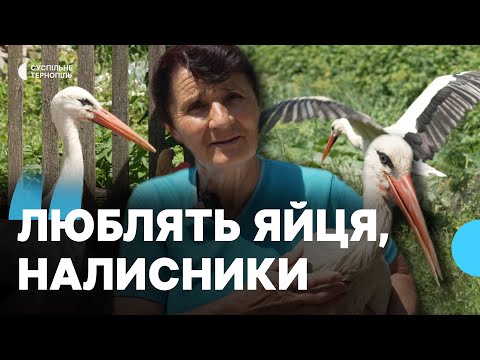 Видео: Доглядає лелек, які випали з гнізда