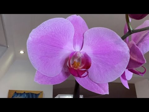 Видео: ЗАЦВЕТАЕТ САКРАМЕНТО!!! СРАВНИВАЮ СОРТА, ПОХОЖИЕ НА КАТРИН!!!