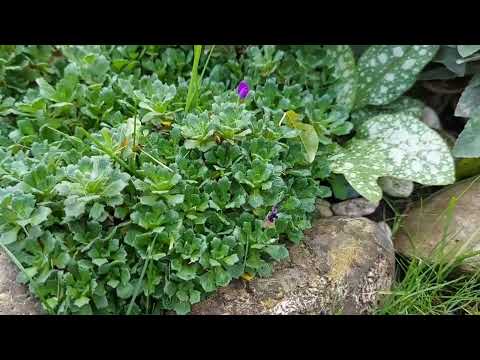 Видео: 15 ПОЧВОПОКРОВНЫХ РАСТЕНИЙ в моём саду 🌿 15 BODENDECKERPFLANZEN in meinem Garten 🌿