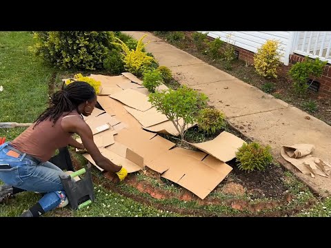 Видео: Как замульчировать новую грядку листами 🌱📦🌷 Cottage Garden Journey