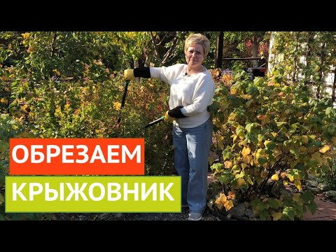 Видео: ОБРЕЗАЕМ КРЫЖОВНИК ПРАВИЛЬНО! ТОНКОСТИ И СЕКРЕТЫ!!