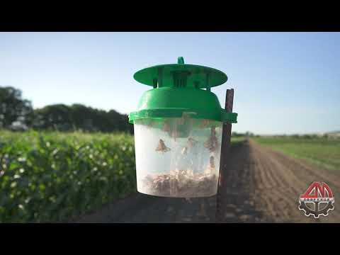 Видео: Совка на кукурузе | Вирин ХСК. В гостях у Аллеи Вкуса (Ерохин Александр)