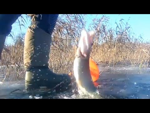 Видео: Щука,Жерлицы,первый лед
