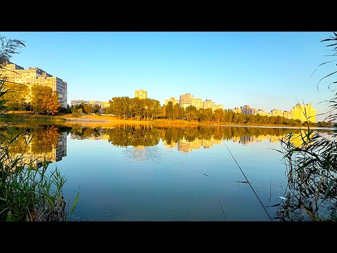 Видео: Вышел на рыбалку на Оболони. #лайф #рыбалка #рыбалкавидео #киев 