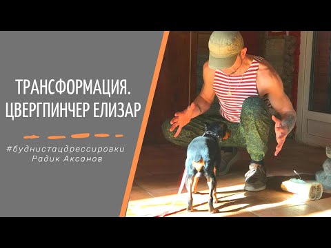 Видео: Стационарная дрессировка. Трансформация. Цвергпинчер Елизар | Радик Аксанов