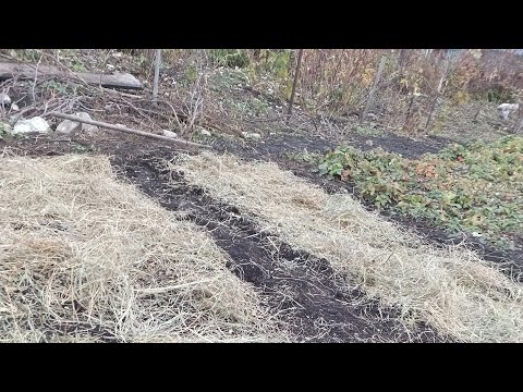 Видео: Время сажать лук и чеснок. Секреты хорошего урожая 🌱