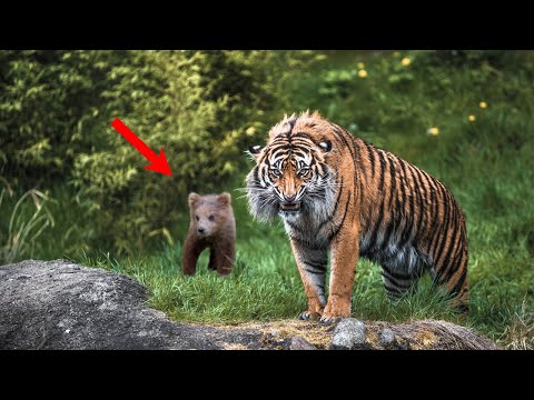 Видео: ЦЕПЛЯЯСЬ когтями в мужчину, только что ОСИРОТЕВШИЙ медвежонок понимал, что он единственная надежда