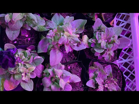 Видео: Бизнес на рассаде. Часть 2 🪴 Итог