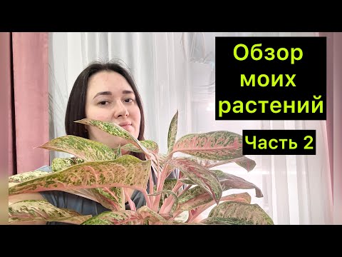 Видео: Обзор моих растений / Часть 2 / Растения в детской ￼