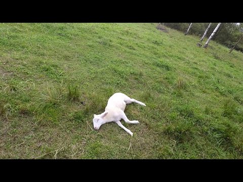 Видео: Оспа овец и коз. Будьте осторожны.