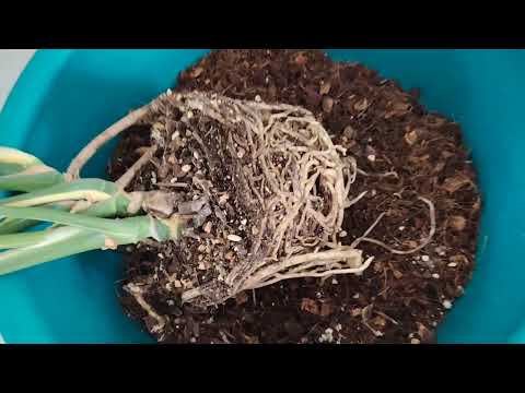 Видео: 🌱Коротко про Монстеру,, Тайское созвездие 🌱