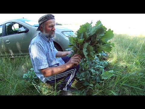 Видео: Заготовка дубовых веников для бани.Как вязать дубовые веники для бани