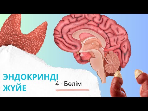 Видео: эндокринді жүйе| жыныс гормондары мен бүйрекүсті безінің милы қабаты| 4 - бөлім