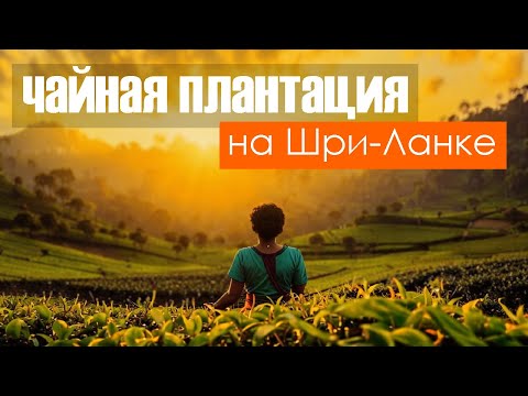 Видео: Экскурсия на чайную плантацию Blue Field на Шри-ланке. Куда поехать в отпуск.
