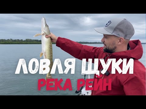Видео: Ловля щуки на реке Рейн