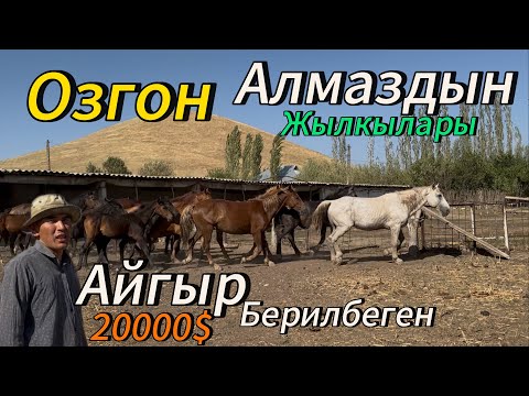 Видео: Алмаздын жылкылары Озгон токтогул Айылы 31 августа 2025 г.