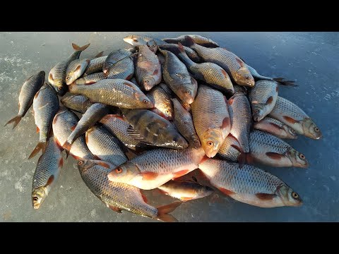 Видео: Супер КЛЕВ ПЛОТВЫ на СТАВКИ со льда. Браславские озера. Последний лед 2021.