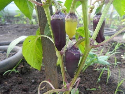 Видео: ЧЕМ МОЖНО ПОДКОРМИТЬ СЛАДКИЙ ПЕРЕЦ? Ольга Чернова.