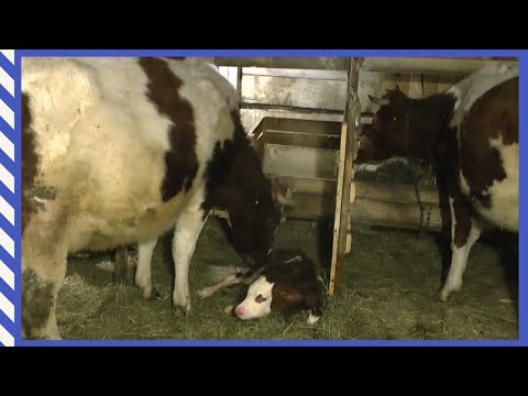 Видео: Тяжёлый отёл первотёлки/Еле вытянули телёнка/Первая дойка и Телёнок в доме