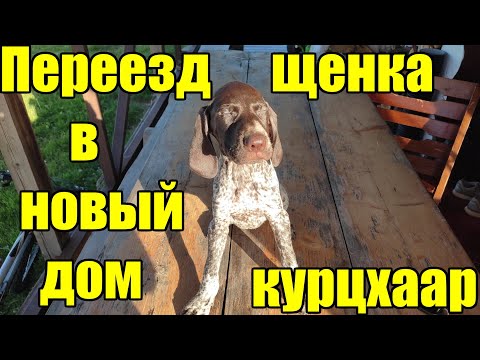 Видео: Щенок в доме первые дни.  Курцхаар