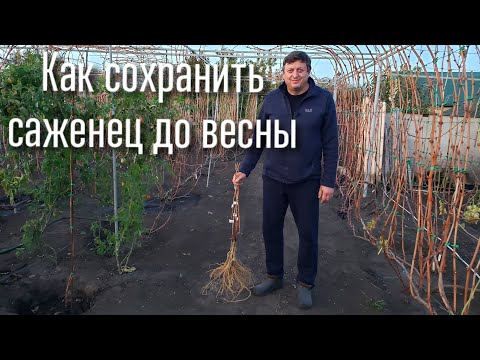 Видео: Как сохранить саженец винограда до весны