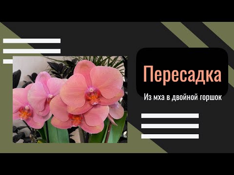 Видео: Пересадить орхидею с ЦВЕТОНОСОМ!