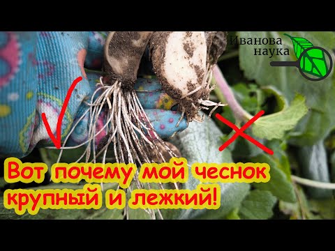 Видео: КРУПНЫЙ ЧЕСНОК БЕЗ ПРОБЛЕМ! Чеснок, посаженый ЭТИМ способом, ОЧЕНЬ удивит урожаем. Просто сравните.