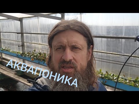 Видео: Аквапоника - зимний опыт🎅