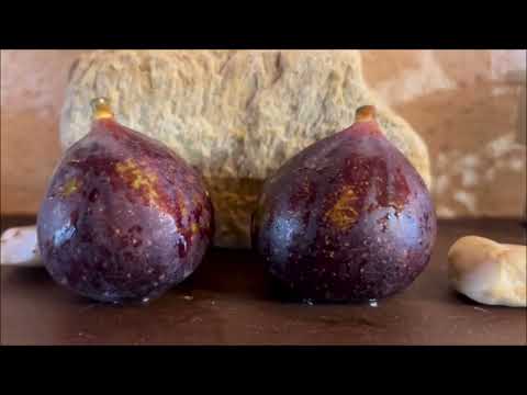 Видео: Ficus Carica. Figs. Инжир во Франции. Zaffiro (F.L), Ice Crystal, BdA, BP, GdL, GdSJ, VdS? I-258