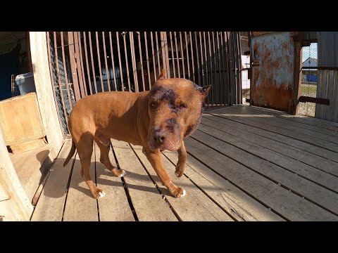 Видео: Спайк на следующий день после драки....