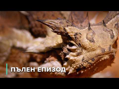 Видео: Най-свирепите пустинни влечуги на Австралия | Опасни австралийски животни 103