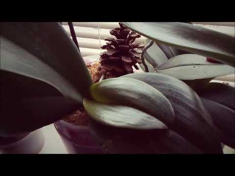 Видео: КАК  ВОССТАНОВИТЬ ТУРГОР ЛИСТЬЕВ У ОРХИДЕЙ? НАШИ ОШИБКИ.