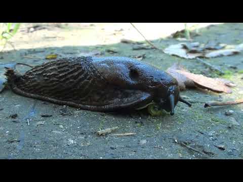 Видео: Тихий час у лебедей
