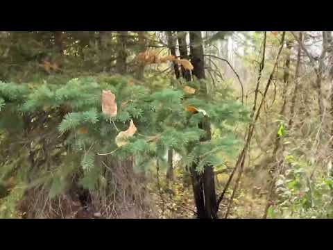 Видео: Охота на боровую дичь Канада 2025. #охота #охотарыбалка #охотник #охота2025 