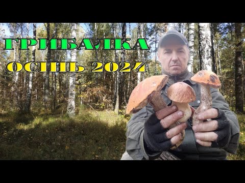 Видео: ГРИБНЕ ПОЛЮВАННЯ 12ЖОВТНЯ 2024Р.ПІДОСИЧНИКИ ТА БІЛІ ГРИБИ. РІВНЕНСЬКА ОБЛ.