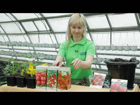 Видео: Как сохранить рассаду земляники (клубники) "фриго" до пересадки в грунт.