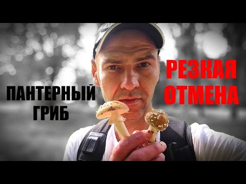 Видео: ПАНТЕРНЫЙ МУХОМОР | МОЩНЫЙ ИНСТРУМЕНТ