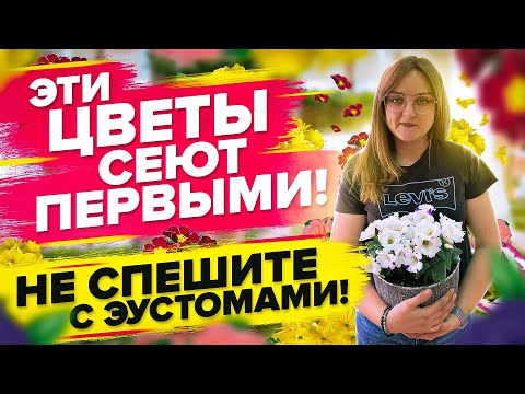 Видео: ЭТИ ЦВЕТЫ СЕЮТ ПЕРВЫМИ. ЭУСТОМА, ЛАВАНДА, БЕГОНИЯ, ПРИМУЛА