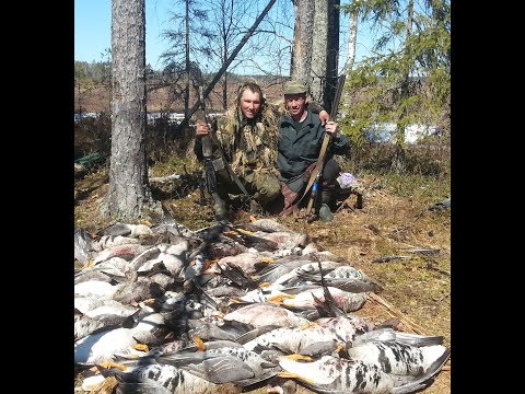 Видео: охота на гусей весна 2017(северные болота)