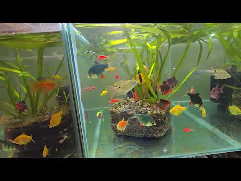 Видео: Всё бывает на разводне 