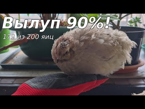 Видео: Инкубация перепелиных яиц. От начала до 20-го дня!