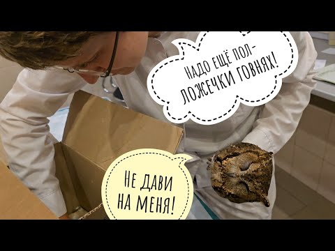 Видео: Совы на осмотре у ветеринара Марии Маркиной. Часть 2. Ошейниковые совки и их внутренний мир