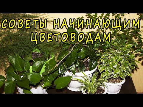 Видео: Советы начинающим цветоводам. 🌺 [Надежда и мир]