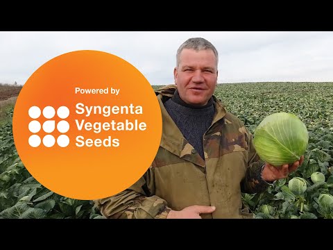 Видео: Капуста Сторидор. Отзыв КФХ «Вармас».
