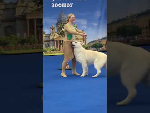 Видео: Учёный пёс: танцы с собаками. «Рай». Ирина Кащеева и Калашников из Белой бригады.