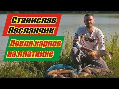 Видео: Ловля карпов на платном водоеме со Станиславом Посланчиком. Фидер. Карп.