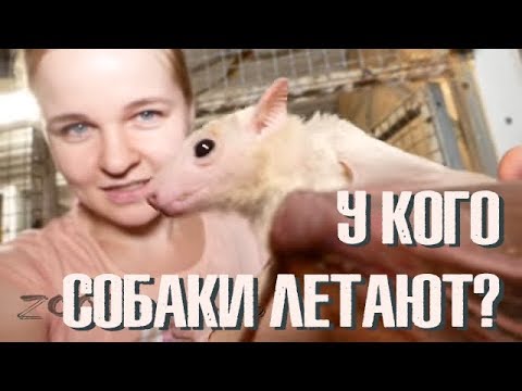 Видео: Летучие собаки. Демоны, гадящие на голову