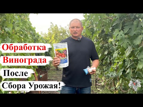 Видео: ОБРАБОТКА ВИНОГРАДА После СБОРА УРОЖАЯ!