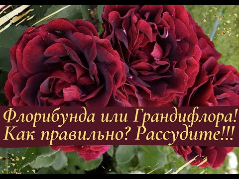 Видео: Флорибунда или Грандифлора?  Как правильно?  Рассудите!